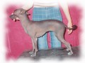 Мексиканская голая собака - Хилари Д'Эстебан
