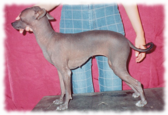 Мексиканская голая собака - ХИЛАРИ Д'ЭСТЕБАН (МИНИ)